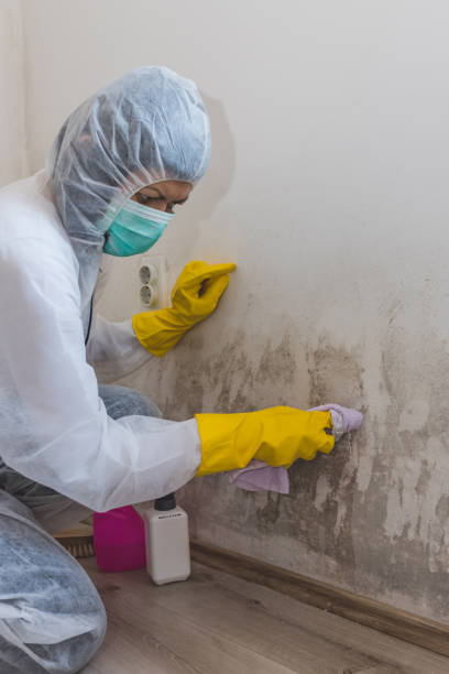 Best Commercial Mold Inspection  in New Miami, OH