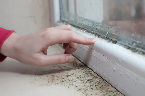 Best Mold Prevention Services  in New Miami, OH