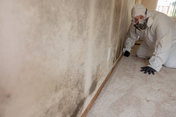 Best Mold Remediation for Rental Properties  in New Miami, OH